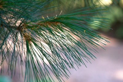 Pinus peuce - borovice rumelská - jehlice